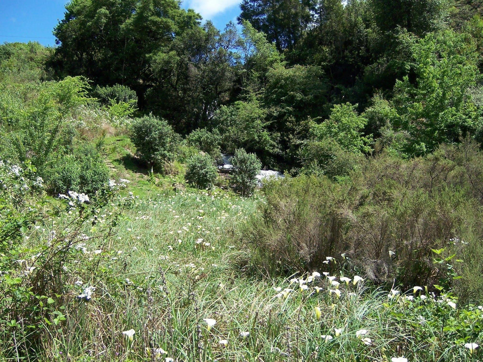 Villa Maple Grove Hogsback Esterno foto